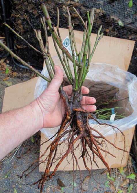 Bare store root roses